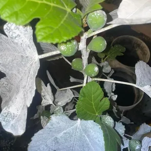 Tucson grown figs
