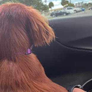 My doggo pissed off, I won't give her the best tacos in the area.