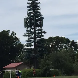 Nice...tree
