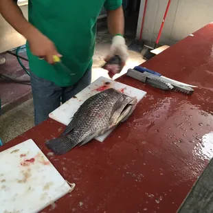 Whole Perch gutted and scaled