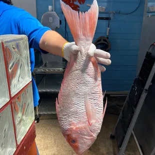 Big Snapper!