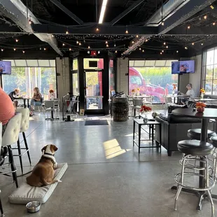 Dog friendly bar area