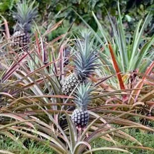 The Rare Meli Kalima Pineapple: Local Experts Explain What This New Hybrid Fruit Is
