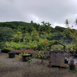 Lots of plants, including fruit trees/seedlings to choose from.