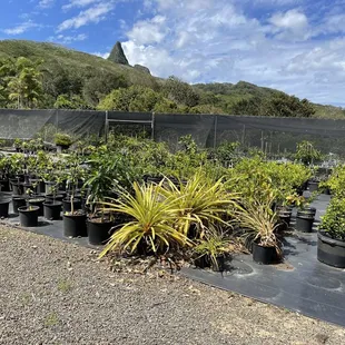 More of what they grow