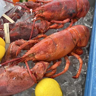 Fresh Lobster