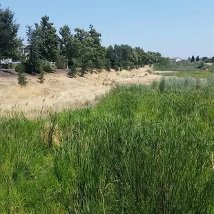 Franklin Creek fairly dry