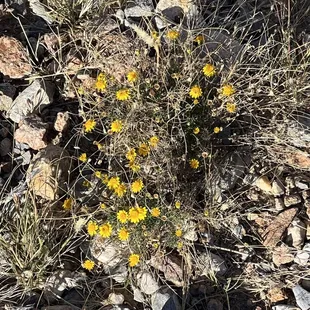 Franklin Mountains State Park