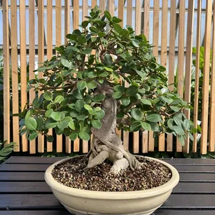Bonsai display