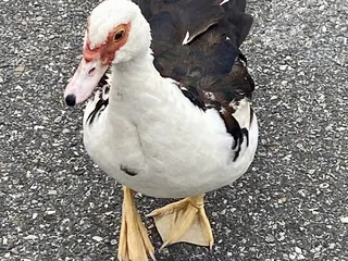 Los Compadres Taqueria & Marisqueria