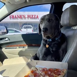 a dog sitting in the back seat of a car