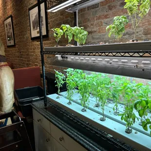 Fresh grown basil for their Tomato Basil soup!