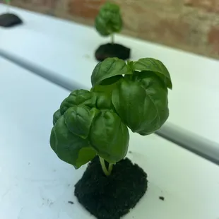 Fresh basil is growing here for some of the dishes.