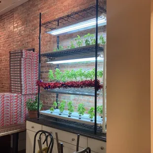 Fresh herbs