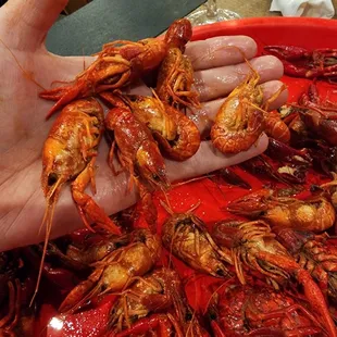 Gourmet dwarf crawfish