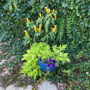 a potted plant with yellow and purple flowers