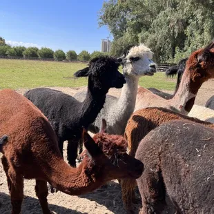 Alpacas