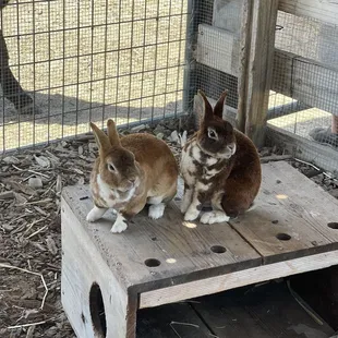 More rabbits