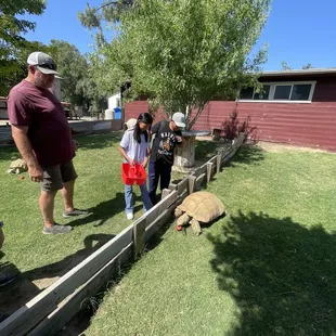 Tortoise