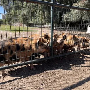 Kune kune pigs