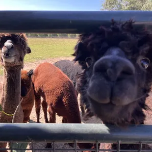 Alpaca checking us out
