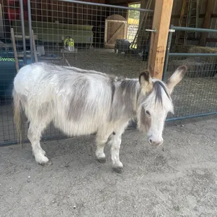 Dwarf donkey