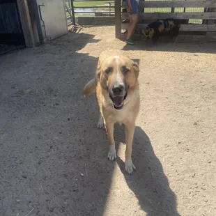 Friendly dog