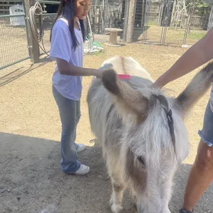 Brushing the donkey