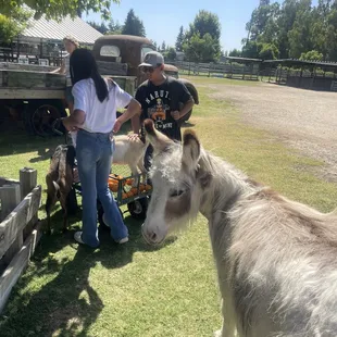 Learning about the animals and feeding them