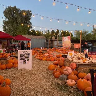 They even had a pumpkin patch to help support a local no kill shelter.