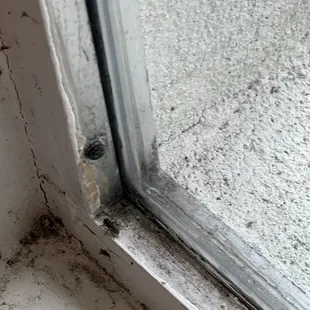 Window sill adjacent to our table.  Flies &amp; filth.  Pictures don&apos;t lie
