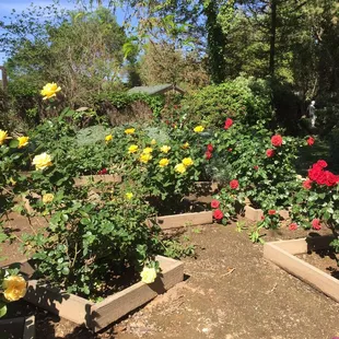 rose garden blooming