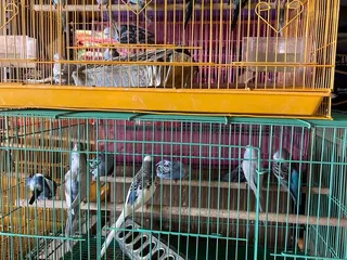 Chevys Feed & Pet Supply