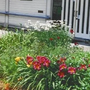 photo credit: http://members.cox.net/fhcgarden/