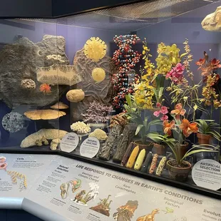 Excellent exhibits of the museum