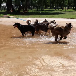 The dogs having fun in the pool at the Midwest City dog park.