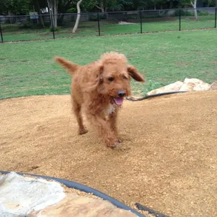 Byrdie running over the hills