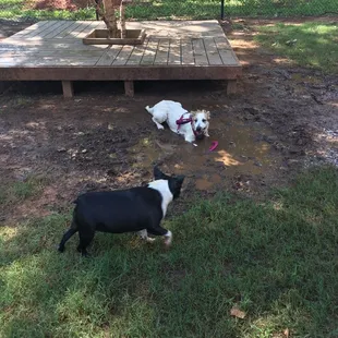 Mud puddle by the pool!