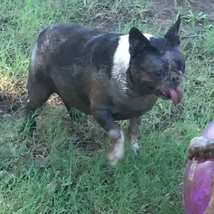 I lay in the mud like a piggy!