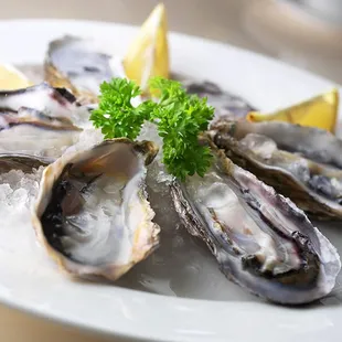 oyster