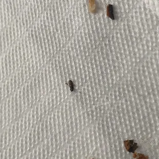 Bug that was in my food