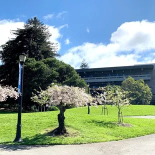 Cherry blossom season