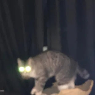 ALEXA ,ADD CAT FOOD SEND!!!