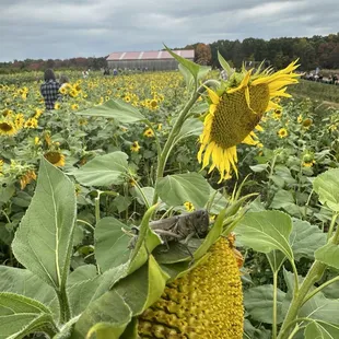 Pick as many sunflowers as u want!