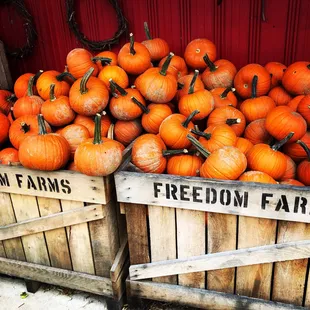 crates of pumpkins