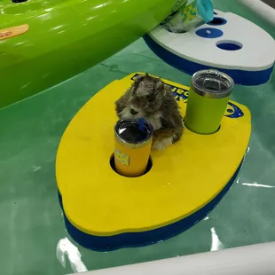 Demo pool at camper show... squirrel time