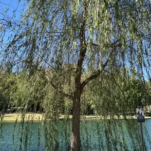 Willow