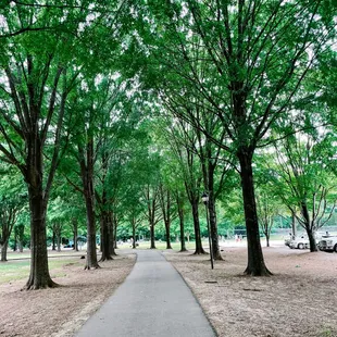 The trail + trees