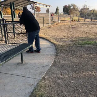 Small dogs in the big yard