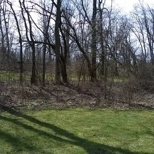 wooded area is a little small